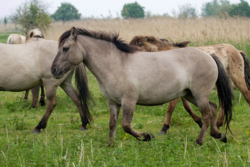 Naklejka na ściany i meble Cheval sauvage d'Europe, Tarpan , Equus caballus, réserve d’Oostvaardersplassen, Pays Bas