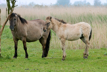 Obraz premium Cheval sauvage d'Europe, Tarpan , Equus caballus, réserve d’Oostvaardersplassen, Pays Bas