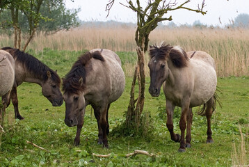 Cheval sauvage d'Europe, Tarpan , Equus caballus, réserve d’Oostvaardersplassen, Pays Bas