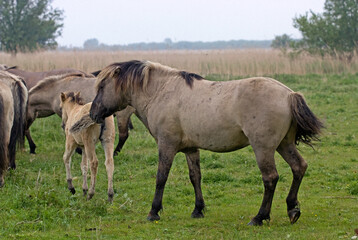 Obraz na płótnie Canvas Cheval sauvage d'Europe, Tarpan , Equus caballus, réserve d’Oostvaardersplassen, Pays Bas