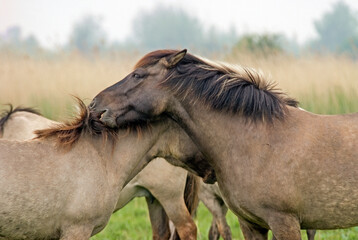 Cheval sauvage d'Europe, Tarpan , Equus caballus, réserve d’Oostvaardersplassen, Pays Bas