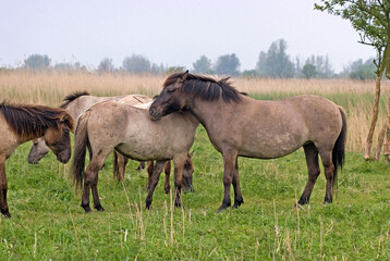 Obraz premium Cheval sauvage d'Europe, Tarpan , Equus caballus, réserve d’Oostvaardersplassen, Pays Bas