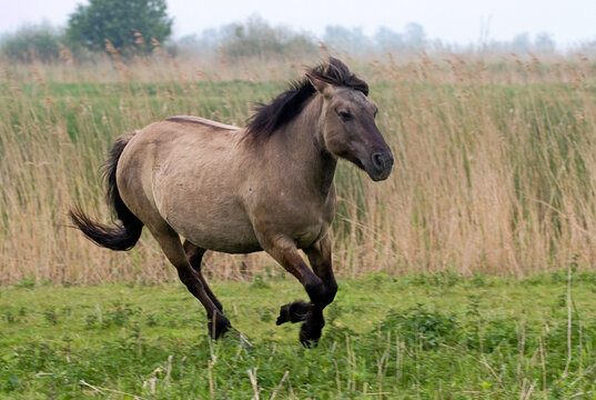 Cheval sauvage d'Europe, Tarpan , Equus caballus, r&eacute;serve d&rsquo;Oostvaardersplassen, Pays Bas