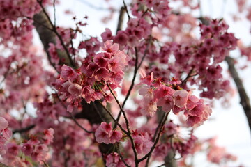 Deep pink cherry blossoms