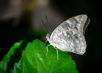 macro photo of white butterfly on green leaf