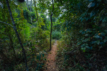 A hiking trail within the Niterói Municipal Park (PARNIT), a protected area within the city of Niterói that has trails for leisure and public use in the urban area.