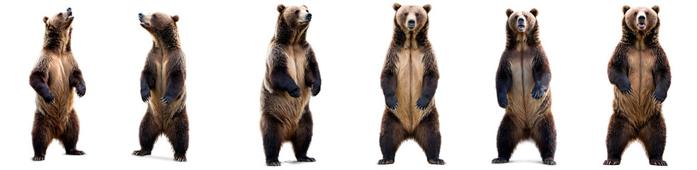 Graceful grizzly bear standing up, isolated on transparent background. Powerful wildlife moment captured perfectly.