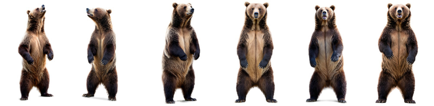 Graceful grizzly bear standing up, isolated on transparent background. Powerful wildlife moment captured perfectly.