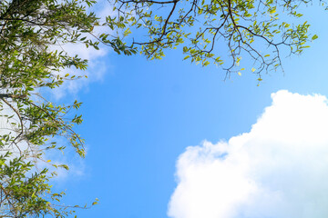 sky and tree
