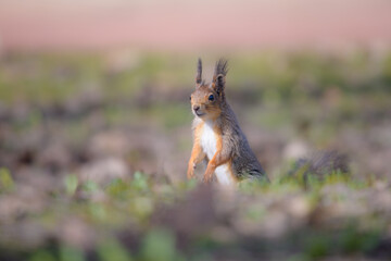 red squirrel in the forest
