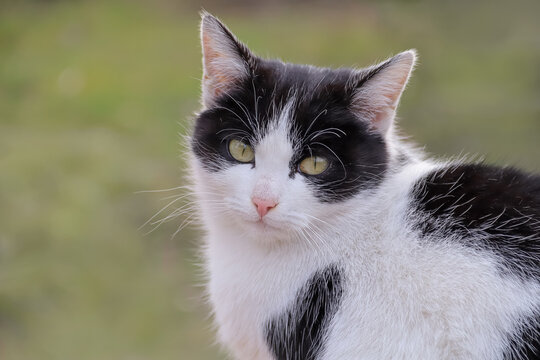 black and white shorthair cat sits outside against the background of grass. portrait of a cat looking at the camera, front view, copy space