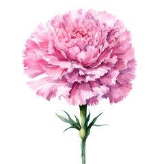 pink carnations. a bouquet of beautiful flowers. drawing. illustration. artificial intelligence generator, AI, neural network image. background for the design.
