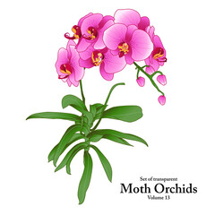 A series of isolated flower in cute hand drawn style. Moth Orchids in vivid colors on transparent background. Drawing of floral elements for coloring book or fragrance design. Volume 13.
