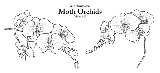 A series of isolated flower in cute hand drawn style. Moth Orchids in black outline and white plain on transparent background. Floral elements for coloring book or fragrance design. Volume 5.