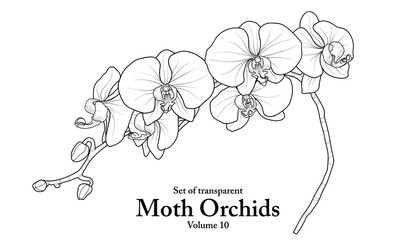 A series of isolated flower in cute hand drawn style. Moth Orchids in black outline and white plain on transparent background. Floral elements for coloring book or fragrance design. Volume 10.