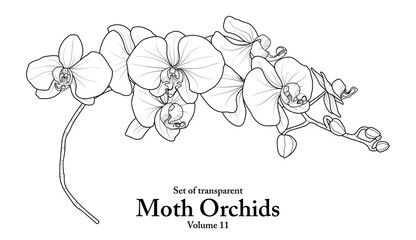 A series of isolated flower in cute hand drawn style. Moth Orchids in black outline and white plain on transparent background. Floral elements for coloring book or fragrance design. Volume 11.
