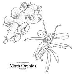 A series of isolated flower in cute hand drawn style. Moth Orchids in black outline on transparent background. Drawing of floral elements for coloring book or fragrance design. Volume 9.