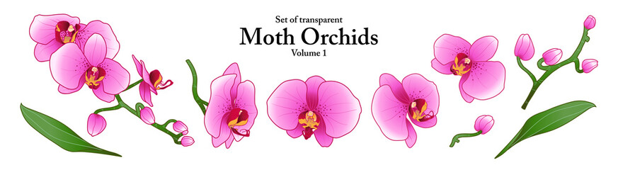 A series of isolated flower in cute hand drawn style. Moth Orchids in vivid colors on transparent background. Drawing of floral elements for coloring book or fragrance design. Volume 1.
