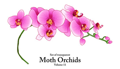 A series of isolated flower in cute hand drawn style. Moth Orchids in vivid colors on transparent background. Drawing of floral elements for coloring book or fragrance design. Volume 11.