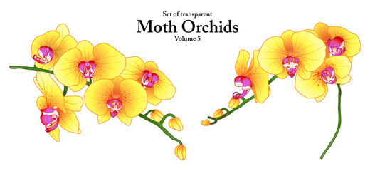 A series of isolated flower in cute hand drawn style. Moth Orchids in vivid colors on transparent background. Drawing of floral elements for coloring book or fragrance design. Volume 5.