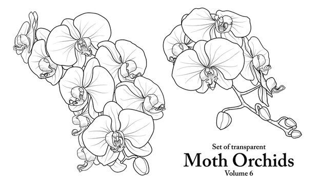 A series of isolated flower in cute hand drawn style. Moth Orchids in black outline and white plain on transparent background. Floral elements for coloring book or fragrance design. Volume 6.