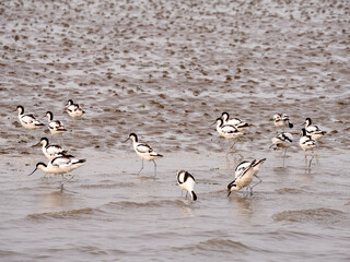 Pied avocets feeding at low tide on Wadden Sea near Den Oever, North Holland, Netherlands