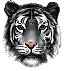 Illustration of a head of a tiger in black and white watercolor on a white background