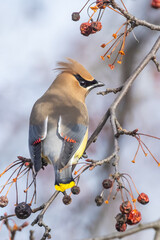  cedar waxwing (Bombycilla cedrorum) in spring