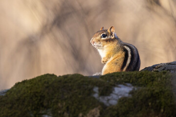  eastern chipmunk (Tamias striatus)