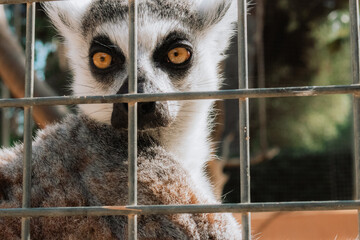 An engaging photo capturing the charm of a lemur as it stares directly into the camera, conveying curiosity and connection. Ideal for nature-themed designs.