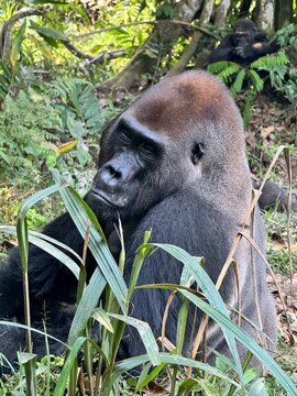 Silverback Gorillas in dzanga sangha national park, central african republic 