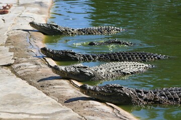 Majestic reptiles lurking in murky waters, crocodiles embody prehistoric power, stealth, and a...