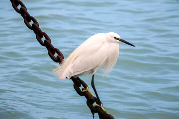 A white little egret (heron bird) with its yellow feet perched on chains by the Venetian lagoon