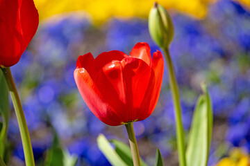 Fototapeta premium beautiful tulip flower in spring