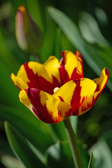 beautiful tulip flower in spring