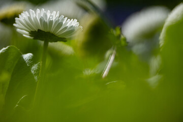 macro picture of beautiful daisy flowers with bokeh