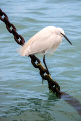 Vertical shot of a white little egret (heron bird) with its yellow feet perched on chains by the Venetian lagoon