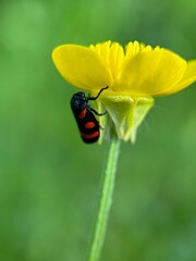 bug on a leaf
