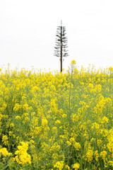 A vast rapeseed (Brassica napus) field with its plentiful blooming bright yellow flowers, with tree out of focus in background, spring summer time