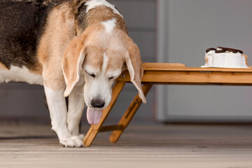 Beagle dog breed eating delicious cake. Dog food, dog bakery