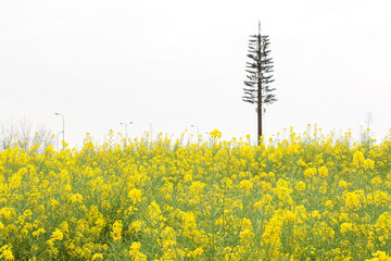 The beautiful bright yellow flowers of a vast rapeseed (Brassica napus) field, with a tree in the...