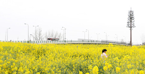 Chengdu, China - 17th March 2024: A Chinese woman wanders through vast rapeseed field of blooming yellow flowers in Sanyuan Village as bus crosses bridge in background. Rural china, spring concept