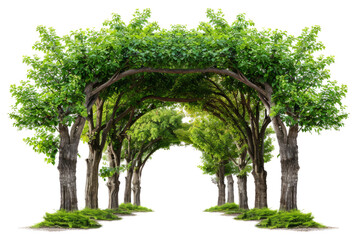 A group of trees that form a natural archway, png - obrazy, fototapety, plakaty