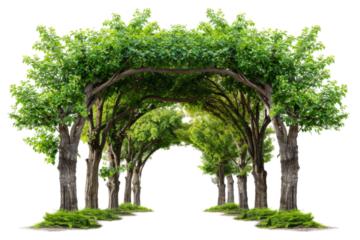 A group of trees that form a natural archway, png