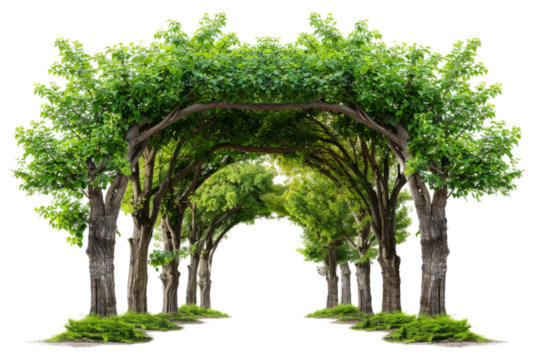 A group of trees that form a natural archway, png