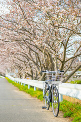 A bicycle with cherry blossom.