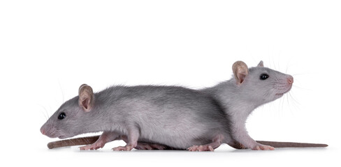 Cute blue and blue silver young rats, standing together side ways. Looking away from camera. Isolated on a white background.