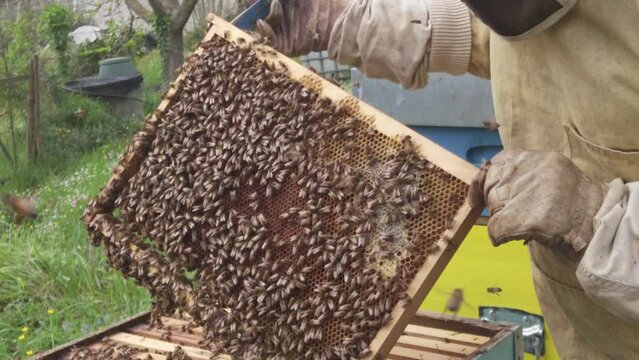 Beekeeper raises bees in the countryside for the production of honey - hives and beehives in nature ,importance of bees for the well-being of the ecosystem - climate change and global warming concept 