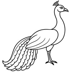 illustration of a peacock vector illustration