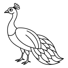 illustration of a peacock vector illustration